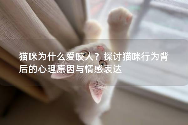 猫咪为什么爱咬人？探讨猫咪行为背后的心理原因与情感表达