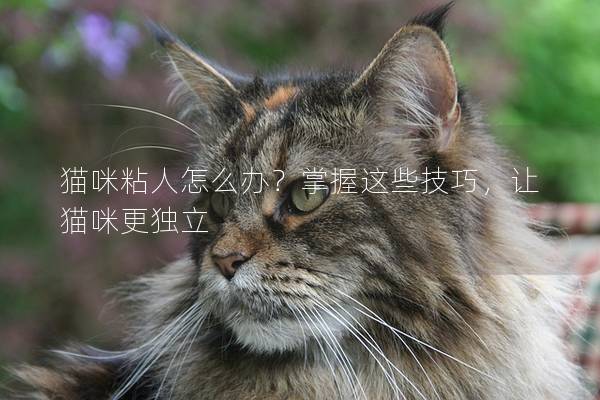 猫咪粘人怎么办？掌握这些技巧，让猫咪更独立