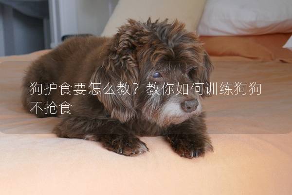 狗护食要怎么教？教你如何训练狗狗不抢食