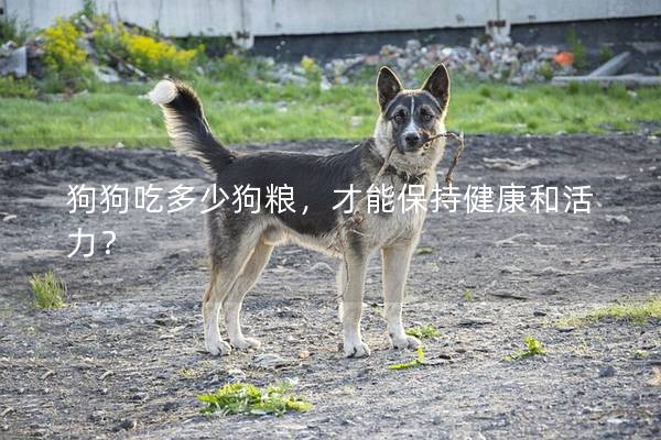 狗狗吃多少狗粮，才能保持健康和活力？