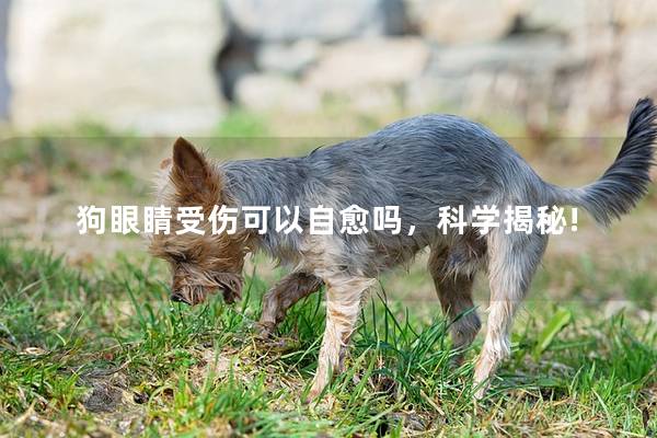 狗眼睛受伤可以自愈吗，科学揭秘!
