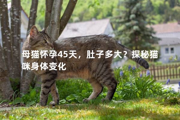 母猫怀孕45天，肚子多大？探秘猫咪身体变化