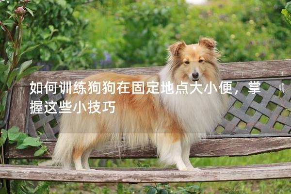 如何训练狗狗在固定地点大小便，掌握这些小技巧