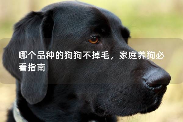 哪个品种的狗狗不掉毛，家庭养狗必看指南