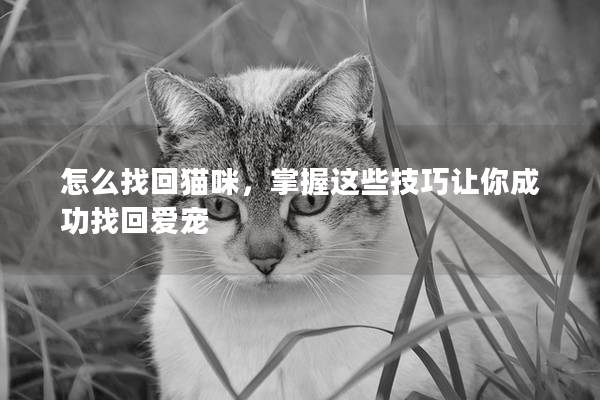怎么找回猫咪，掌握这些技巧让你成功找回爱宠