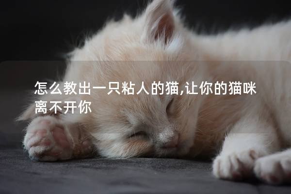 怎么教出一只粘人的猫,让你的猫咪离不开你