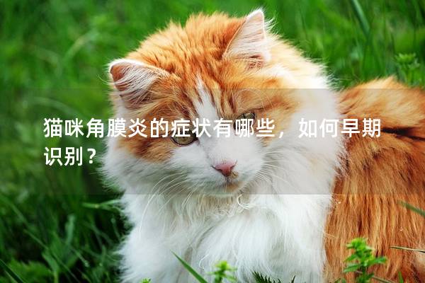猫咪角膜炎的症状有哪些，如何早期识别？