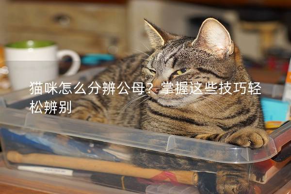 猫咪怎么分辨公母？掌握这些技巧轻松辨别
