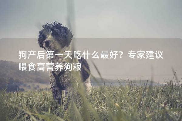 狗产后第一天吃什么最好？专家建议喂食高营养狗粮