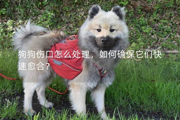 狗狗伤口怎么处理，如何确保它们快速愈合？