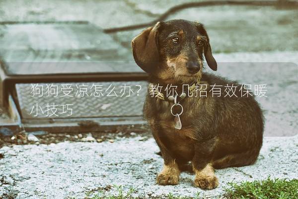 狗狗受凉怎么办？教你几招有效保暖小技巧