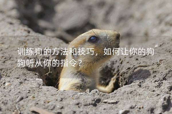 训练狗的方法和技巧，如何让你的狗狗听从你的指令？