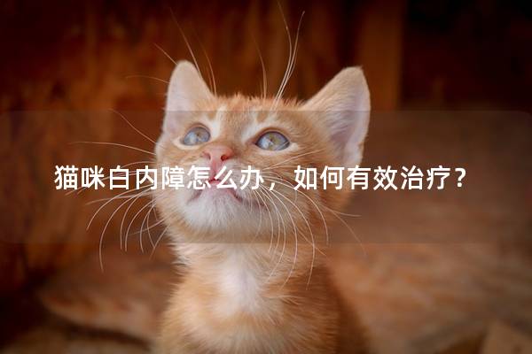 猫咪白内障怎么办，如何有效治疗？