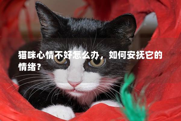 猫咪心情不好怎么办，如何安抚它的情绪？