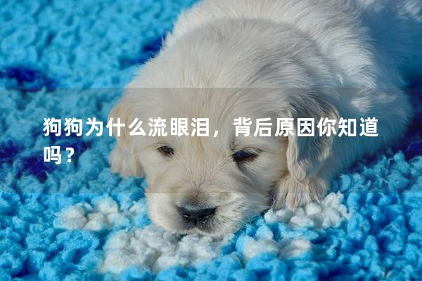 狗狗为什么流眼泪，背后原因你知道吗？