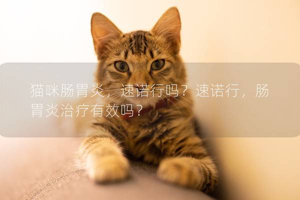 猫咪肠胃炎，速诺行吗？速诺行，肠胃炎治疗有效吗？
