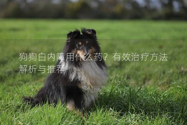 狗狗白内障用什么药？有效治疗方法解析与推荐