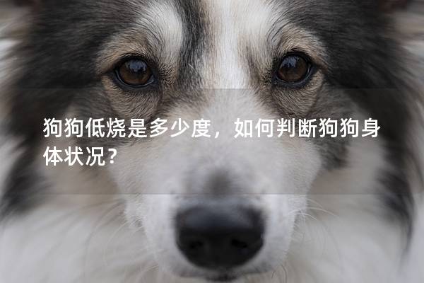 狗狗低烧是多少度，如何判断狗狗身体状况？