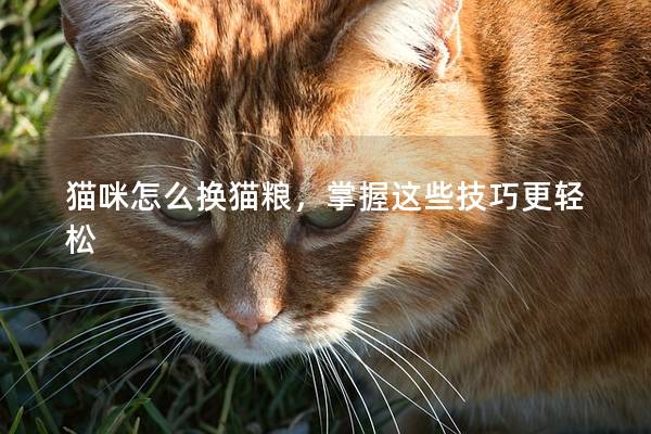 猫咪怎么换猫粮，掌握这些技巧更轻松