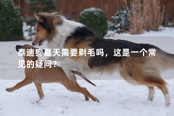 泰迪狗夏天需要剃毛吗，这是一个常见的疑问？