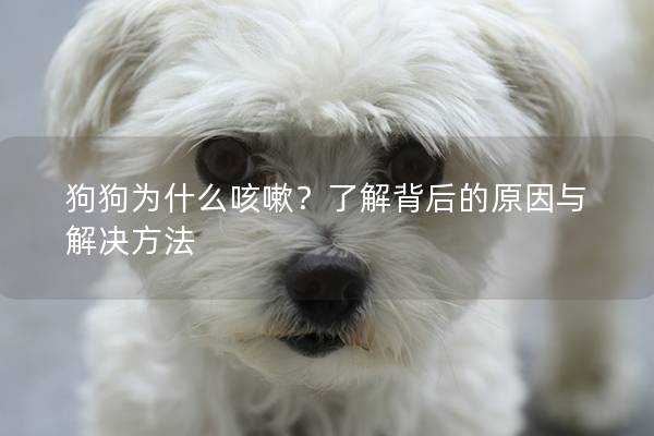 狗狗为什么咳嗽？了解背后的原因与解决方法