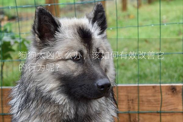 狗狗太凶怎么办，该如何有效改善它的行为呢？