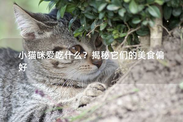 小猫咪爱吃什么？揭秘它们的美食偏好