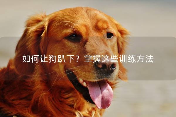 如何让狗趴下？掌握这些训练方法