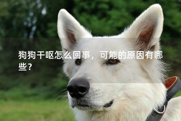 狗狗干呕怎么回事，可能的原因有哪些？