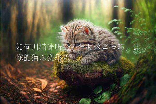 如何训猫咪听话？掌握这些技巧，让你的猫咪变乖巧