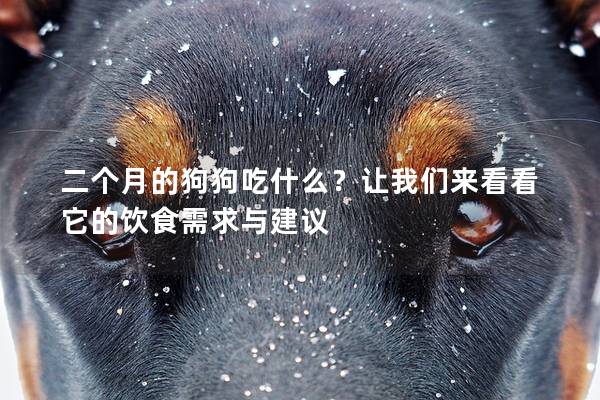 二个月的狗狗吃什么？让我们来看看它的饮食需求与建议