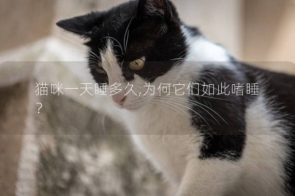 猫咪一天睡多久,为何它们如此嗜睡？