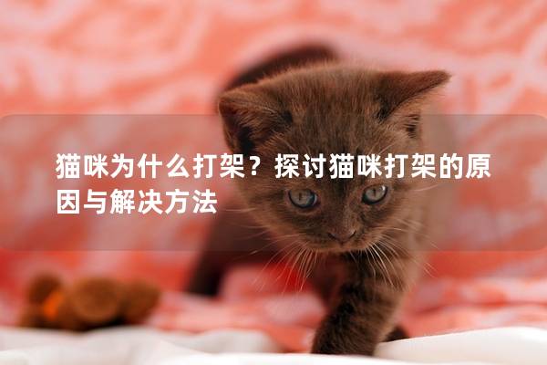猫咪为什么打架？探讨猫咪打架的原因与解决方法