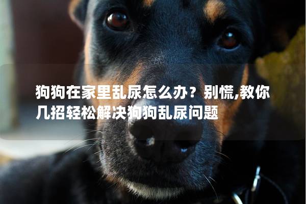 狗狗在家里乱尿怎么办？别慌,教你几招轻松解决狗狗乱尿问题