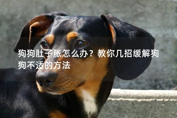狗狗肚子胀怎么办？教你几招缓解狗狗不适的方法