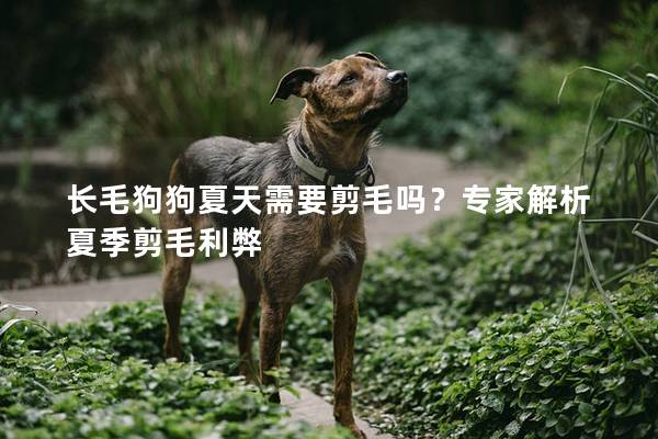 长毛狗狗夏天需要剪毛吗？专家解析夏季剪毛利弊