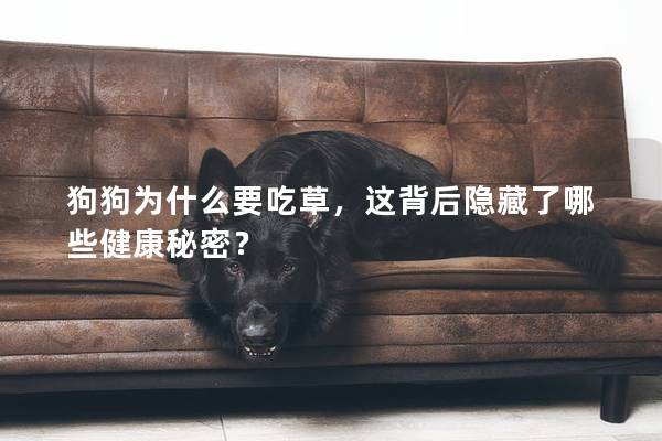 狗狗为什么要吃草，这背后隐藏了哪些健康秘密？