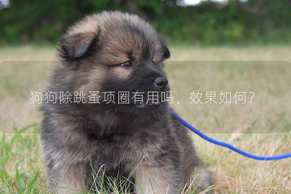 狗狗除跳蚤项圈有用吗，效果如何？