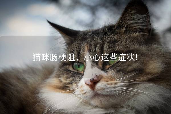 猫咪肠梗阻，小心这些症状!