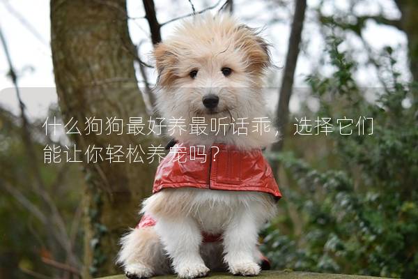 什么狗狗最好养最听话乖，选择它们能让你轻松养宠吗？