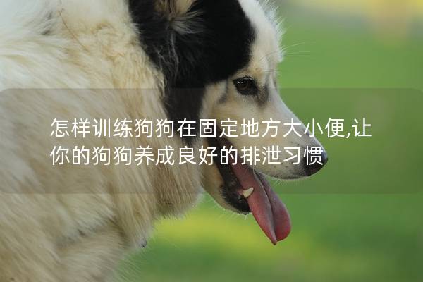 怎样训练狗狗在固定地方大小便,让你的狗狗养成良好的排泄习惯