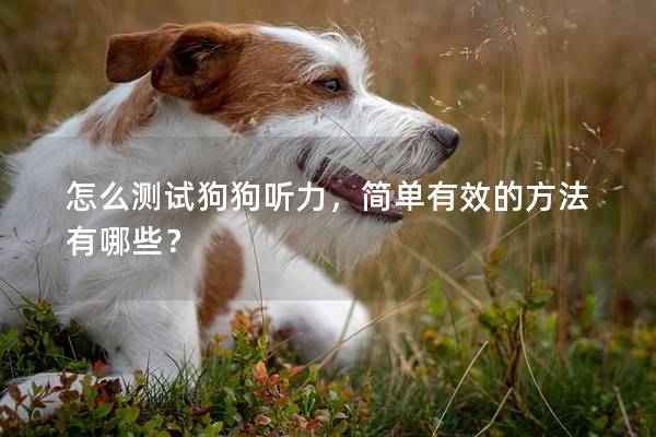 怎么测试狗狗听力，简单有效的方法有哪些？