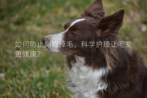 如何防止狗狗掉毛，科学护理让毛发更健康？