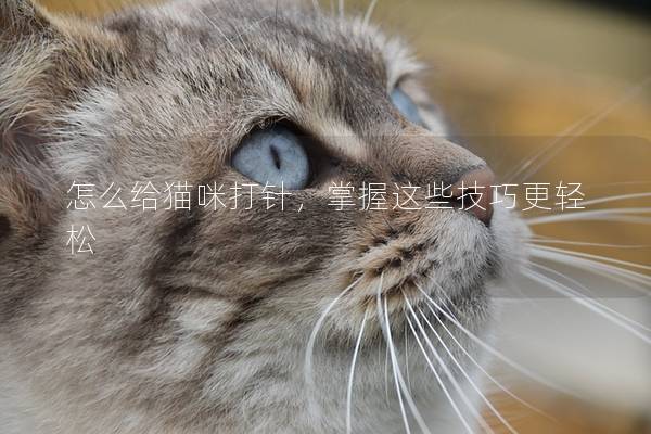 怎么给猫咪打针，掌握这些技巧更轻松