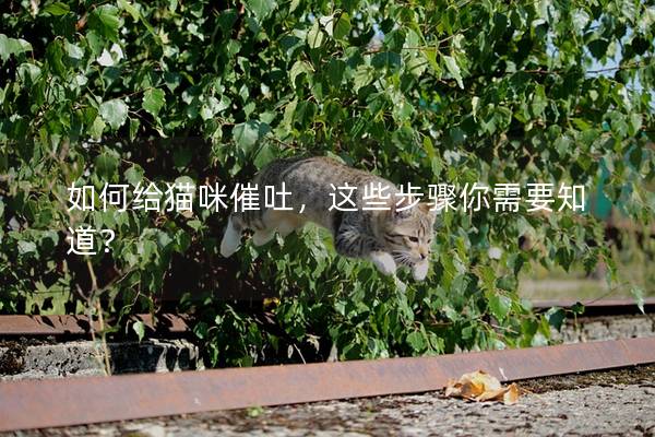 如何给猫咪催吐，这些步骤你需要知道？