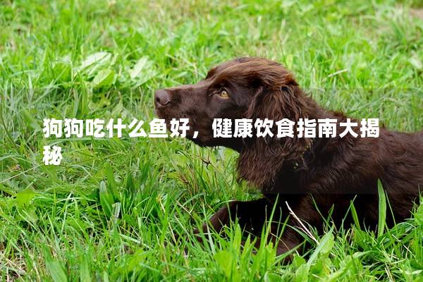狗狗吃什么鱼好，健康饮食指南大揭秘