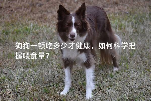 狗狗一顿吃多少才健康，如何科学把握喂食量？
