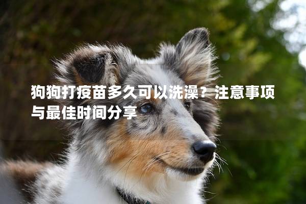 狗狗打疫苗多久可以洗澡？注意事项与最佳时间分享
