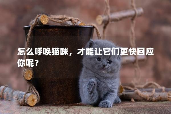 怎么呼唤猫咪，才能让它们更快回应你呢？