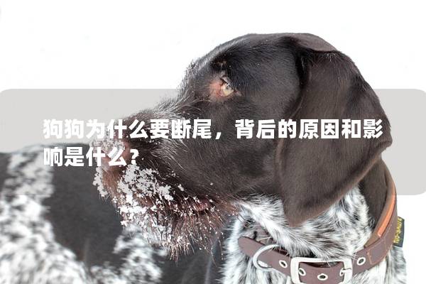 狗狗为什么要断尾，背后的原因和影响是什么？